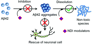 Graphical abstract: l-Dopa and dopamine conjugated naphthalenediimides modulate amyloid β toxicity