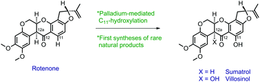 Graphical abstract: Semi-syntheses of the 11-hydroxyrotenoids sumatrol and villosinol