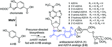 Graphical abstract: Characterization of MtdV as a chorismate lyase essential to A201A biosynthesis and precursor-directed biosynthesis of new analogs