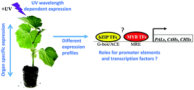 Graphical abstract: UV regulates the expression of phenylpropanoid biosynthesis genes in cucumber (Cucumis sativus L.) in an organ and spectrum dependent manner