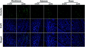 Graphical abstract: Alginate oligosaccharide enhances intestinal integrity of weaned pigs through altering intestinal inflammatory responses and antioxidant status