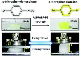 Graphical abstract: Mechanoresponsive and recyclable biocatalytic sponges from enzyme-polymer surfactant conjugates and nanoparticles