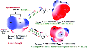 Graphical abstract: Adaptive responses of sterically confined intramolecular chalcogen bonds