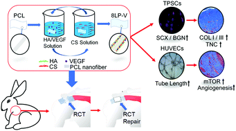 Graphical abstract: Bioactive LbL-assembled multilayer nanofilms upregulate tenogenesis and angiogenesis enabling robust healing of degenerative rotator cuff tendons in vivo