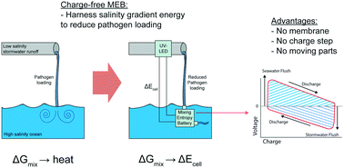 Graphical abstract: Harnessing salinity gradient energy in coastal stormwater runoff to reduce pathogen loading