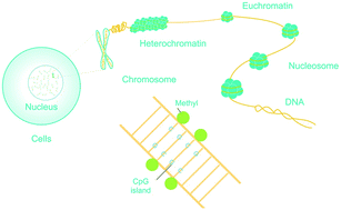 Graphical abstract: Microfluidic epigenomic mapping technologies for precision medicine