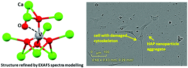 Graphical abstract: Synthesis, characterization and in vitro anti-cancer activity of vanadium-doped nanocrystalline hydroxyapatite