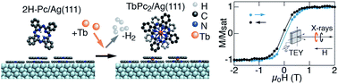 Graphical abstract: Magnetic properties of on-surface synthesized single-ion molecular magnets