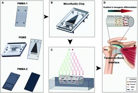 Graphical abstract: A microfluidics-derived growth factor gradient in a scaffold regulates stem cell activities for tendon-to-bone interface healing