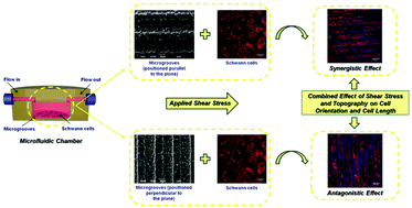 Graphical abstract: Combined effect of shear stress and laser-patterned topography on Schwann cell outgrowth: synergistic or antagonistic?