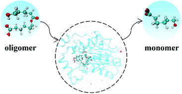 Graphical abstract: Biodegradation mechanism of polycaprolactone by a novel esterase MGS0156: a QM/MM approach