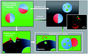 Graphical abstract: The influence of phosphatidylserine localisation and lipid phase on membrane remodelling by the ESCRT-II/ESCRT-III complex