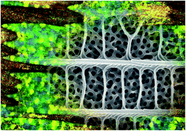 Graphical abstract: Quo vadis biophotonics? Wearing serendipity and slow science as a badge of pride, and embracing biology