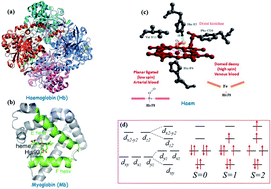 Graphical abstract: Femtosecond X-ray spectroscopy of haem proteins