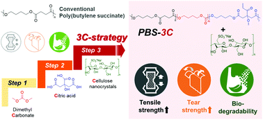 Graphical abstract: Biodegradable nanocomposite of poly(ester-co-carbonate) and cellulose nanocrystals for tough tear-resistant disposable bags