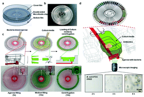 Graphical abstract: A high-throughput cell culture system based on capillary and centrifugal actions for rapid antimicrobial susceptibility testing