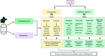 Graphical abstract: Selenium modulates cadmium-induced ultrastructural and metabolic changes in cucumber seedlings