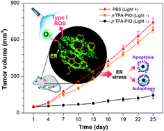 Graphical abstract: Type I photosensitizers based on phosphindole oxide for photodynamic therapy: apoptosis and autophagy induced by endoplasmic reticulum stress