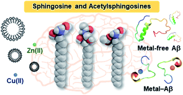 Graphical abstract: Impact of sphingosine and acetylsphingosines on the aggregation and toxicity of metal-free and metal-treated amyloid-β