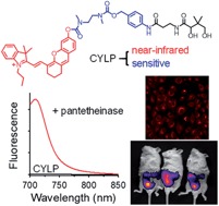 Graphical abstract: A near-infrared fluorescence probe for imaging of pantetheinase in cells and mice in vivo