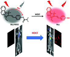 Graphical abstract: Detection of hypochlorous acid fluctuation via a selective fluorescent probe in acute lung injury cells and mouse models