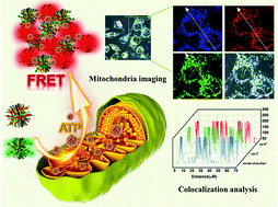 Graphical abstract: DNA nanolantern-based split aptamer probes for in situ ATP imaging in living cells and lighting up mitochondria