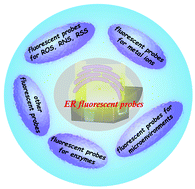 Graphical abstract: Recent progress in small-molecule fluorescent probes for endoplasmic reticulum imaging in biological systems