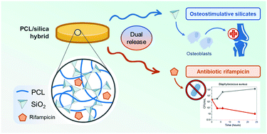 Graphical abstract: Tailored therapeutic release from polycaprolactone-silica hybrids for the treatment of osteomyelitis: antibiotic rifampicin and osteogenic silicates