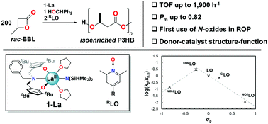 Graphical abstract: N-Oxides amplify catalyst reactivity and isoselectivity in the ring-opening polymerization of rac-β-butyrolactone