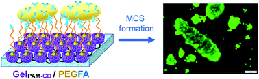 Graphical abstract: A hydrogel with supramolecular surface functionalization for cancer cell capture and multicellular spheroid growth and release