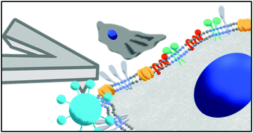 Graphical abstract: Atomic force microscopy applied to interrogate nanoscale cellular chemistry and supramolecular bond dynamics for biomedical applications