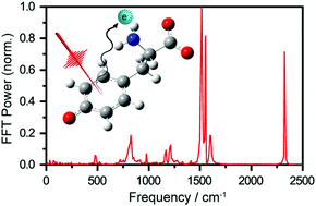 Graphical abstract: Ultrafast vibrational wave packet dynamics of the aqueous tyrosyl radical anion induced by photodetachment