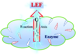 Graphical abstract: Can the local electric field be a descriptor of catalytic activity? A case study on chorismate mutase