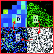 Graphical abstract: Heterogeneity of cell membrane structure studied by single molecule tracking