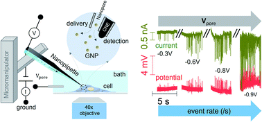 Graphical abstract: Development of multifunctional nanopipettes for controlled intracellular delivery and single-entity detection