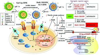 Graphical abstract: Gene-editing by CRISPR–Cas9 in combination with anthracycline therapy via tumor microenvironment-switchable, EGFR-targeted, and nucleus-directed nanoparticles for head and neck cancer suppression