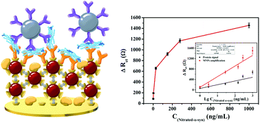 Graphical abstract: The magnetic-nanoparticle-assisted sensitive detection of nitrated α-syn in blood based on a sensitizing electrochemical layer