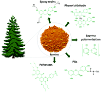 Graphical abstract: Tannin polymerization: an overview