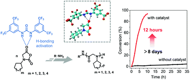 Graphical abstract: Facile synthesis of polypeptoids bearing bulky sidechains via urea accelerated ring-opening polymerization of α-amino acid N-substituted N-carboxyanhydrides