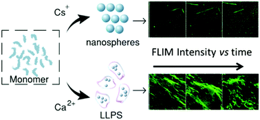 Graphical abstract: In situ real-time monitoring of the mechanism of self-assembly of short peptide supramolecular polymers