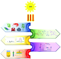 Graphical abstract: A roadmap to UV-protective natural resources: classification, characteristics, and applications