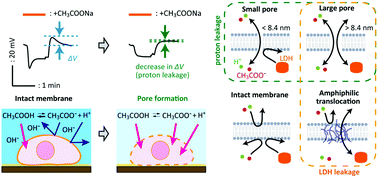 Graphical abstract: A proton/macromolecule-sensing approach distinguishes changes in biological membrane permeability during polymer/lipid-based nucleic acid delivery