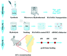 Graphical abstract: Effects of bioactive strontium-substituted hydroxyapatite on osseointegration of polyethylene terephthalate artificial ligaments