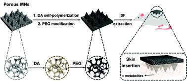 Graphical abstract: Hydrophilic and anti-adhesive modification of porous polymer microneedles for rapid dermal interstitial fluid extraction