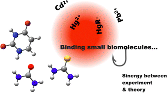 Graphical abstract: Open questions on toxic heavy metals Cd, Hg and Pb binding small components of DNA and nucleobases. Are there any predictable trends?