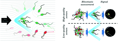 Graphical abstract: Rheotaxis quality index: a new parameter that reveals male mammalian in vivo fertility and low sperm DNA fragmentation