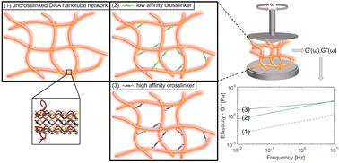 Graphical abstract: Systematic altering of semiflexible DNA-based polymer networks via tunable crosslinking