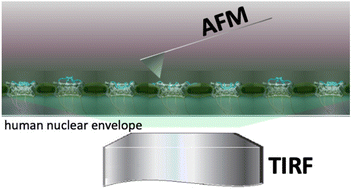 Graphical abstract: Structure and mechanics of the human nuclear pore complex basket using correlative AFM-fluorescence superresolution microscopy