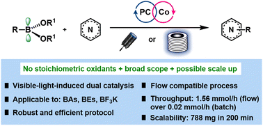 Graphical abstract: Merging dual photoredox/cobalt catalysis and boronic acid (derivatives) activation for the Minisci reaction