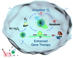 Graphical abstract: A dynamic DNA nanosponge for triggered amplification of gene-photodynamic modulation